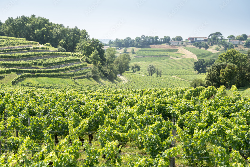 Vineyard in Saint Emilion, France