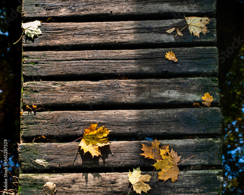 Closeup of dead leaves on wooden bridge or detail of dead leaves on a boardwalk conveys autumnal feeling. 4 points dead leaves of Norway Maple or dry Acer Platanoides leaf on wooden planks background