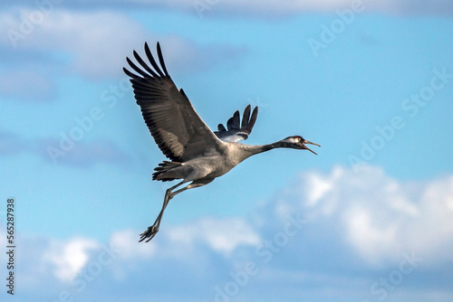 Take off the crane. Common crane or Eurasian crane (Grus grus).
