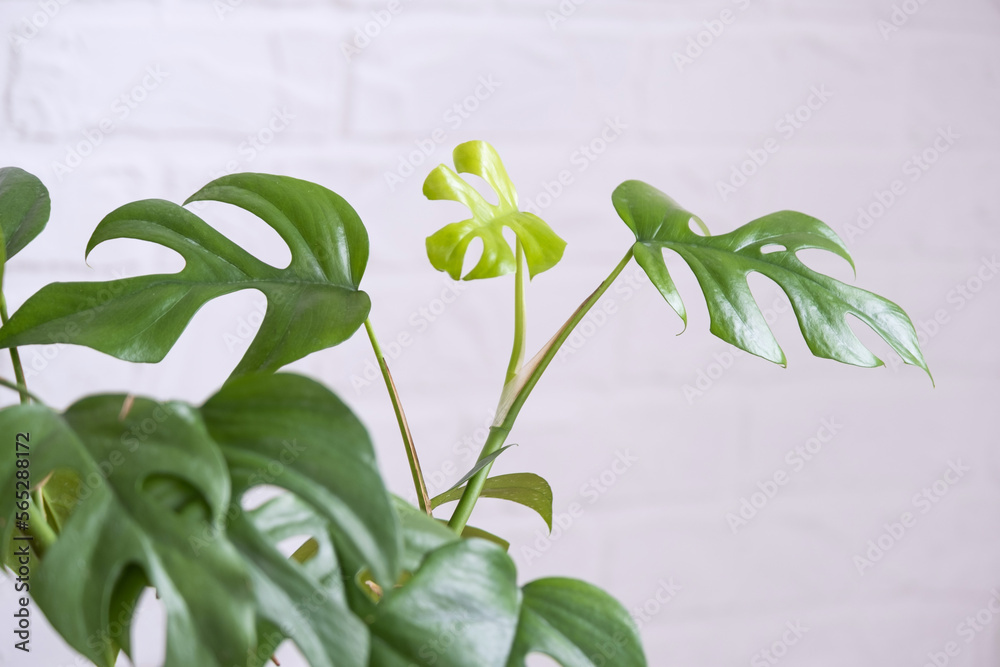 Obraz premium Monstera Minima Rhaphidophora TETRASPERMA close-up leaf in interior on whtite brick wall. Potted house plants, green home decor, care and cultivation