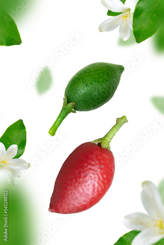 Fototapeta Naklejka Na Ścianę i Meble -  Red and green fruit of orange jasmine isolated on white background.