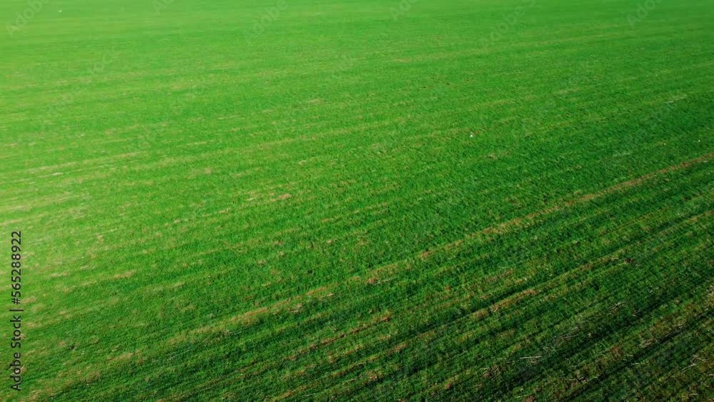 Top view of the green field. Drone flight range over agricultural plantations. The concept of calm and serenity. Video 4k Top view of the green field. Drone flight range over agricultural plantations. The concept of calm and serenity. Video 4k