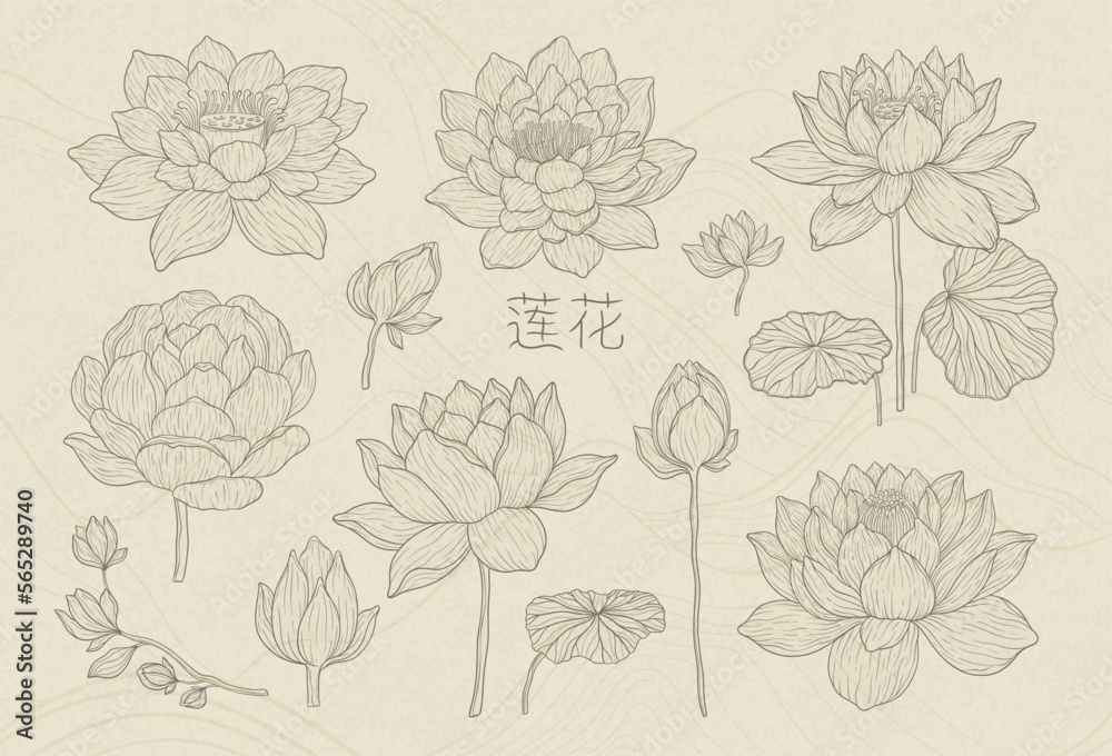 Set of lotus flowers with leaves. Nelumbo flower drawn with a dark outline on a beige background, isolated elements. Realistic water lilies based on Chinese graphics.