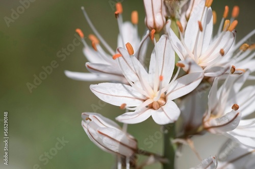 Asphodel flowers in spring