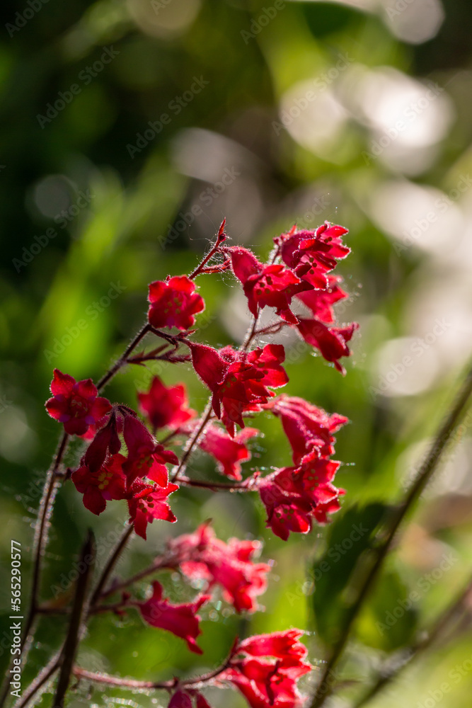 Blossom red Heuchera flower a on a yellow background in summertime macro photography. Garden alumroot flowering plant with pink mini flowers closeup photo. Coral bells flowers in a sunny day. Blossom red Heuchera flower a on a yellow background in summertime macro photography. Garden alumroot flowering plant with pink mini flowers closeup photo. Coral bells flowers in a sunny day.