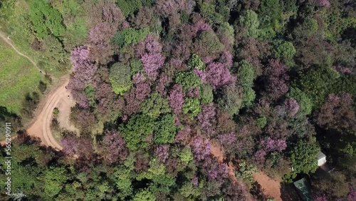 Aerial view of cherry blossom flowers blooming around the hill top of Doi Pangkhon mountain in Chiang Rai province, Thailand. This mountain has rich mineral and soil for growing unique coffee. photo