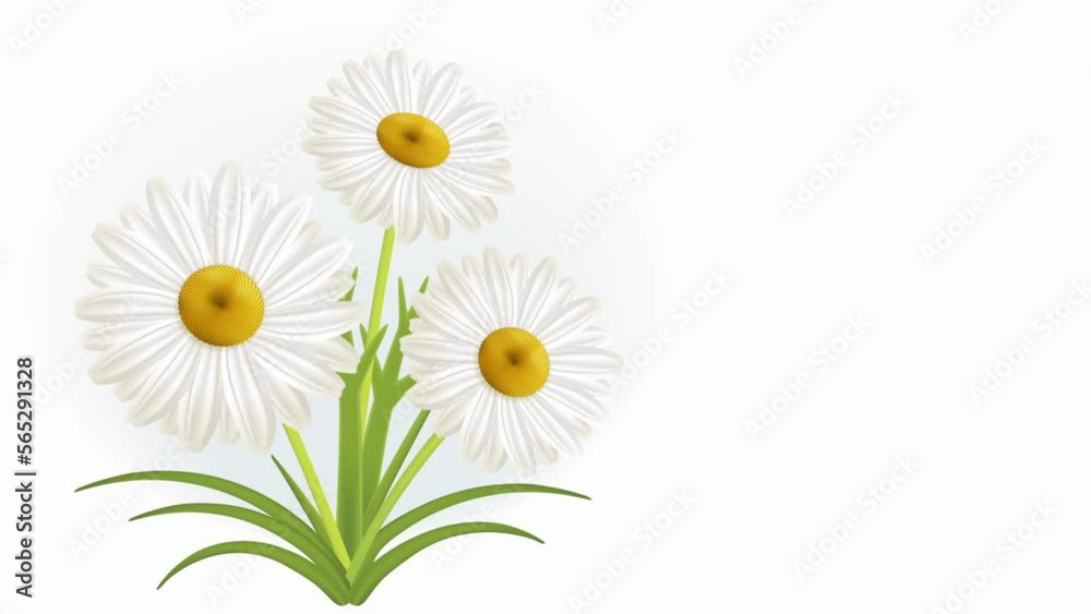 Three daisies in spring. Animation loop with three daisies that sprout in spring among the grass. Three daisies in spring. Animation loop with three daisies that sprout in spring among the grass.