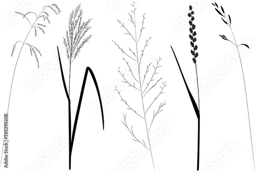 Field and meadow herbs, black outline, trend sketch for eco design. Sketch of medicinal plants, vector drawing for packaging or textile.