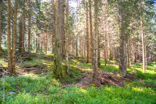 Green pine forest © robertdering