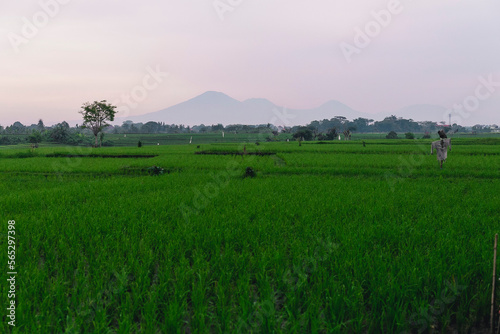 Indonesische Felder zur Regenzeit