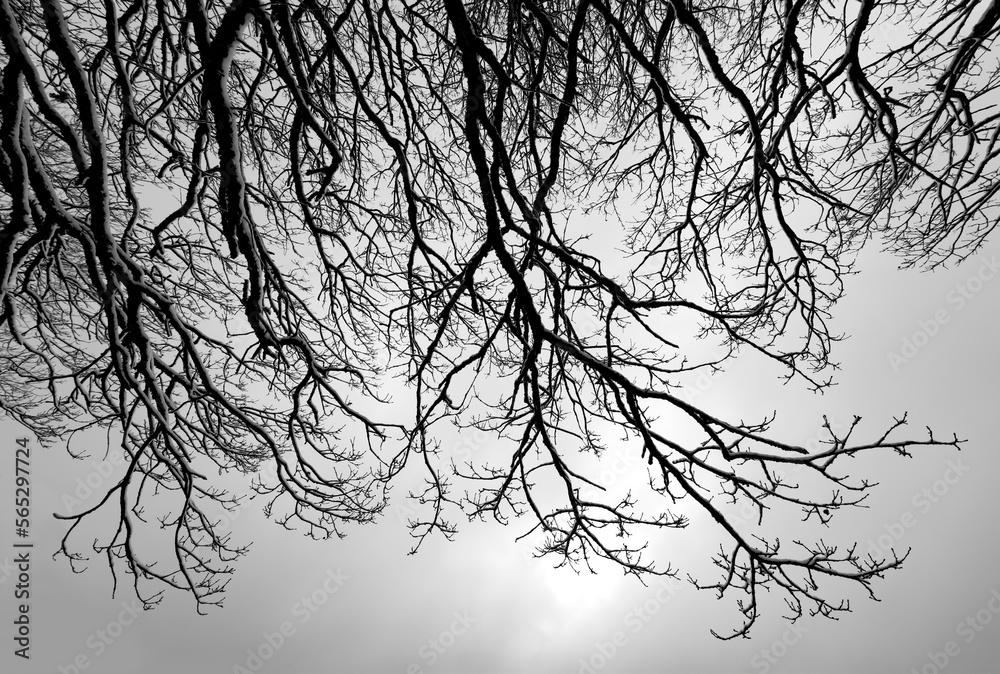 Frosted twigs misty and foggy background with low sun. Delicate branches of old oak tree (quercus) covered with frozen snow on a cold winters morning in Sauerland Germany. Black and white greyscale. Frosted twigs misty and foggy background with low sun. Delicate branches of old oak tree (quercus) covered with frozen snow on a cold winters morning in Sauerland Germany. Black and white greyscale.