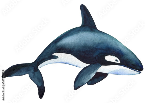 Beautiful killer whale in the ocean isolated background. Watercolor splashes  drops and stains of paint hand drawing