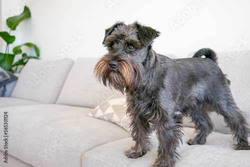 little cute mini schnauzer puppy portrait home