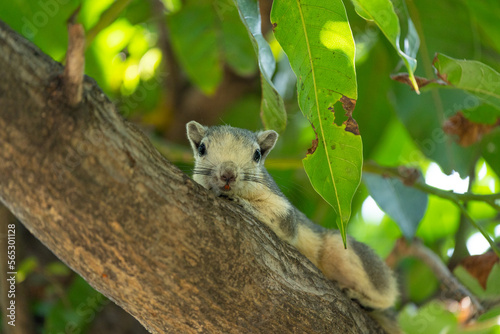 Finlayson's squirrel AKA Variable squirrel on a tree branch looking at the camera photo