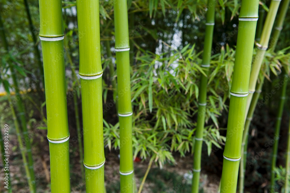 Obraz premium A green bamboo forest in the spring