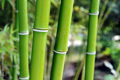 Fototapeta Naklejka Na Ścianę i Meble -  A green bamboo forest in the spring
