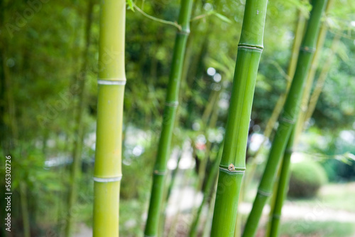 Fototapeta Naklejka Na Ścianę i Meble -  A green bamboo forest in the spring