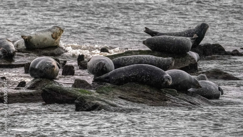 Seals on a rock