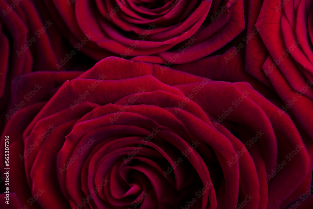 Valentines day. Bunch of roses on the bokeh background. Valentines day. Bunch of roses on the bokeh background.