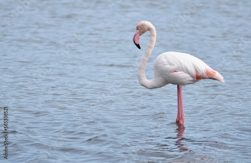 Flamingo bird standing in the pond