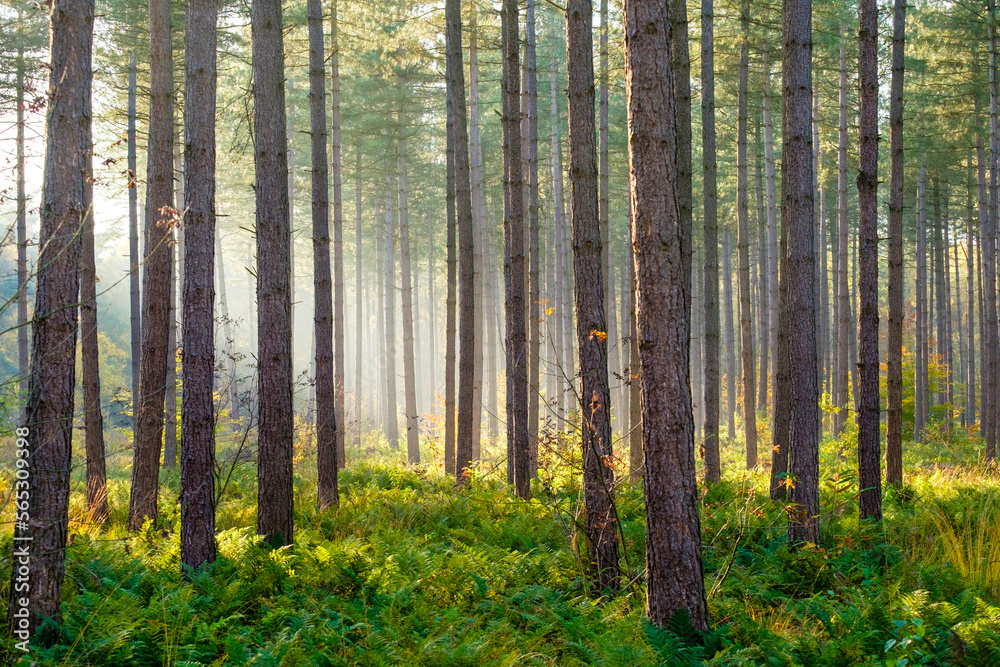 Light rays through trees in Hoge Kempen National Park Light rays through trees in Hoge Kempen National Park