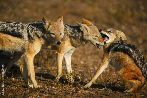 Black-backed jackal or silver-backed jackal (Lupulella mesomelas) showing submissive behaviour. MlMashatu, Northern Tuli Game Reserve. Botswana