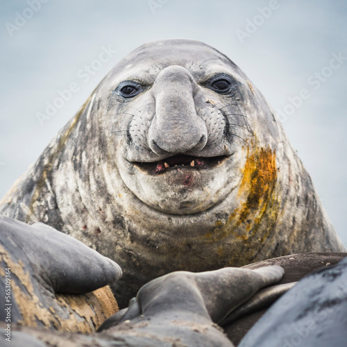 Portrait of an Elephant seal, Elephant Point, Livingstone Island, South Shetland Islands, Antarctica. photo