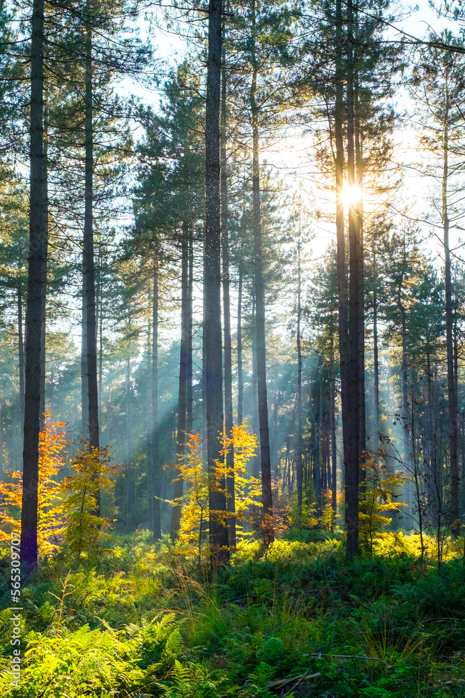 Light rays through trees in Hoge Kempen National Park Light rays through trees in Hoge Kempen National Park