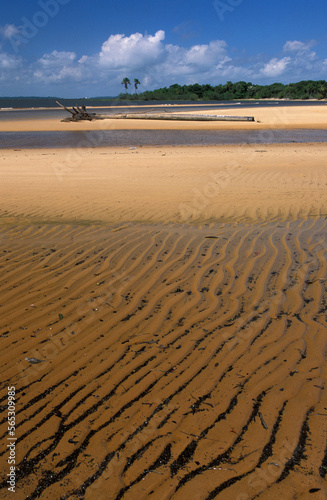 Beach near Fazenda Sao Franzisco, Ilha do Marajo, Amazon Delta, Amazonia, Brazil photo