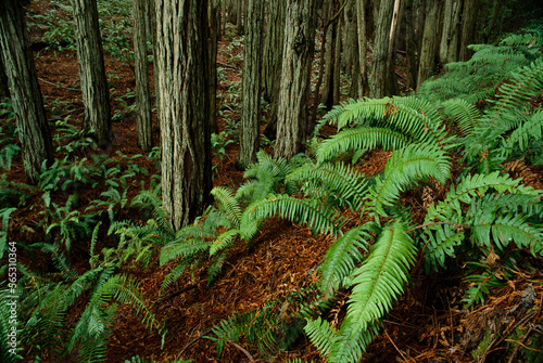 Landscape, redwood forest and ferns photo