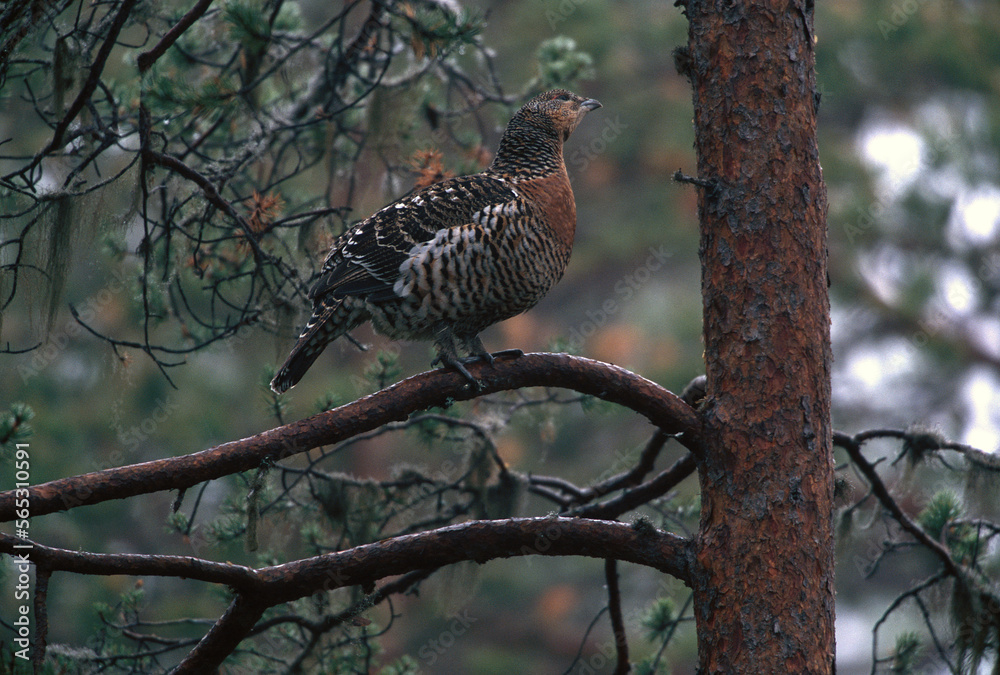 Capercaille hen in a pine tree near Kvikkjokk, Sweden. Capercaille hen in a pine tree near Kvikkjokk, Sweden.