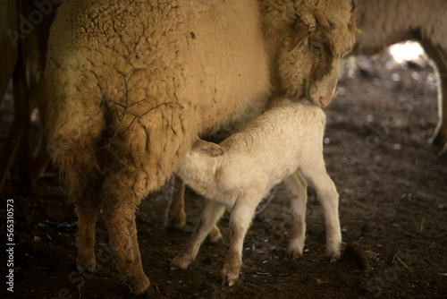 A lamb sucks milk from his mother in a green field in Villaluenga del Rosario, in the Sierra de Grazalema National Park, Cadiz province, Andalusia, Spain photo