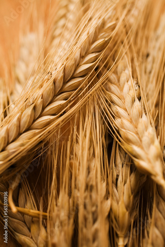 Detail of sheaves of wheat berries. photo