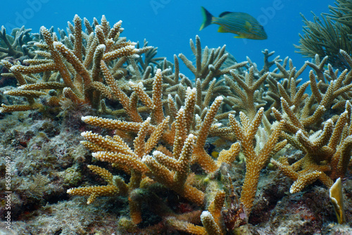 StaghornÂ coralÂ (AcroporaÂ cervicornis), Key Largo, Florida, USA photo