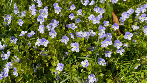 Violet flowers in the grass