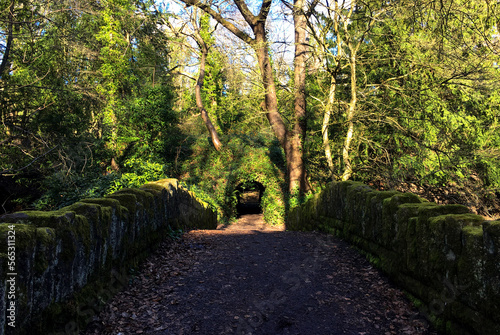 Φωτογραφία Jesmond dene park sunlight forest