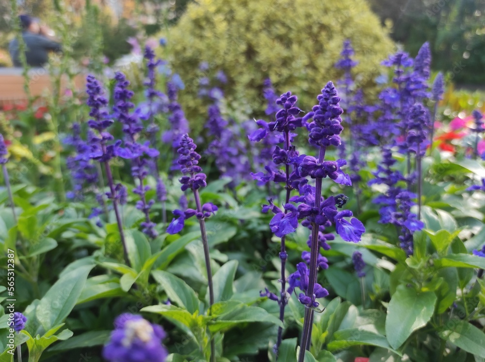 Fototapeta premium Salvia farinacea is a species of plant that belongs to the Lamiaceae family. Small purple flowers.