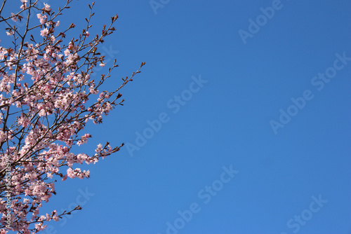 Kirschbl  ten in Japan vor blauem Himmel Hintergrundbild