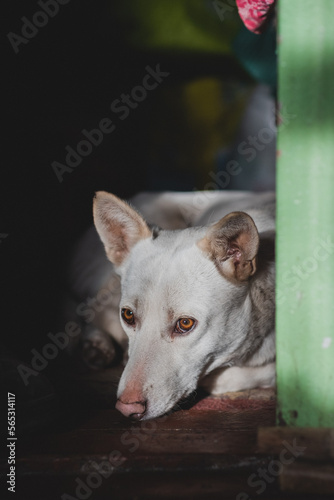 Portrait of a sad dog with sad eyes lying on the floor