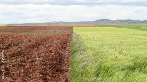 CAMPO DE CEREAL MOVIENDOSE AL VIENTO. TERUEL. ESPAÑA