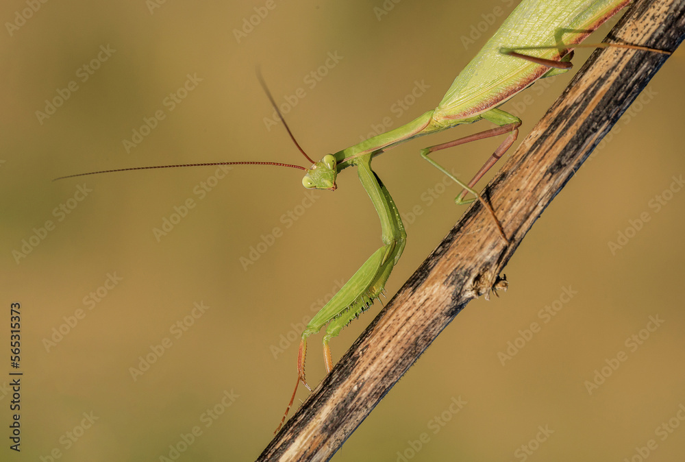 Niesamowita zielona modliszka na łące