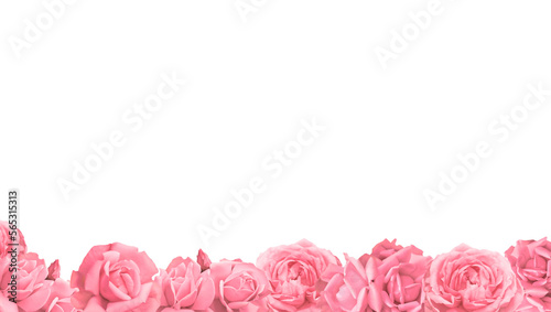 Valentines Day. Roses frame border isolated on a transparent background. Romantic rose set for valentine day and love illustration.