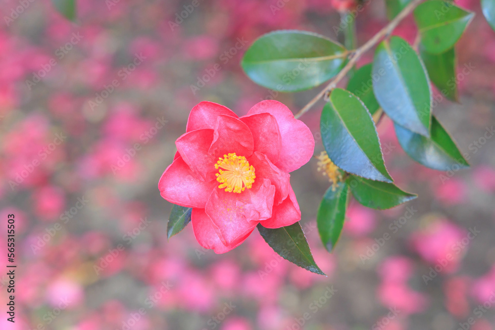 Fototapeta premium 冬に咲く椿と背景に椿の散った花びら