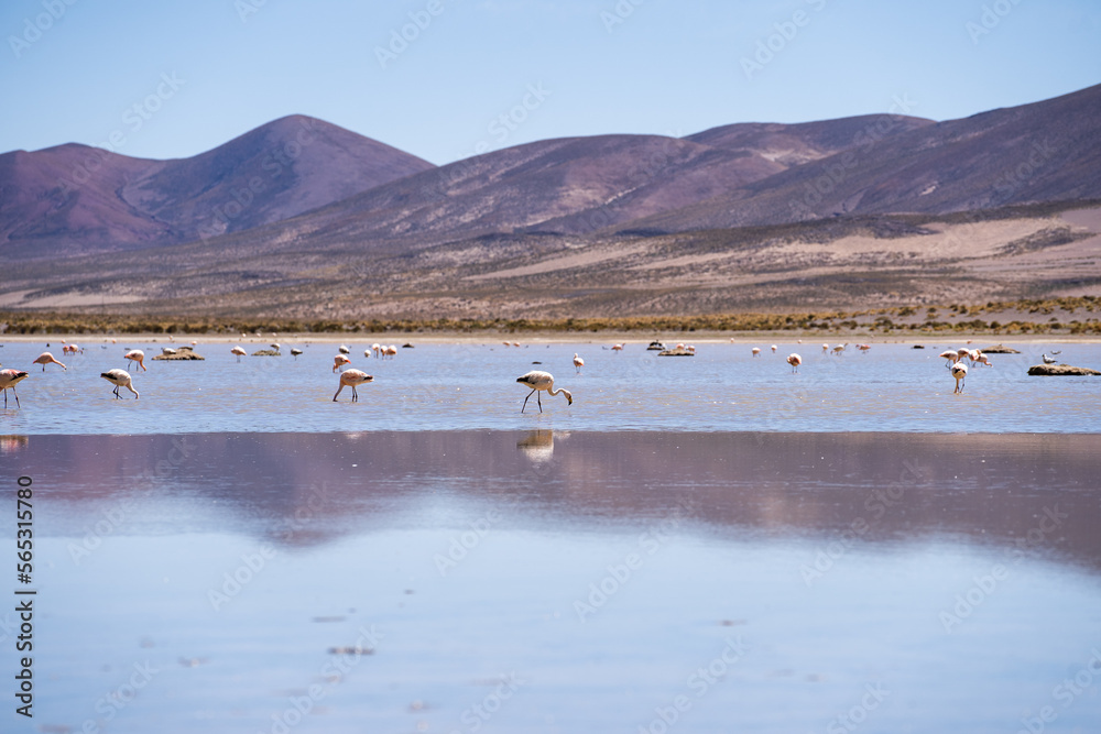Flamingo of White Lagoon in Bolivia South America Salt Flat Uyuni