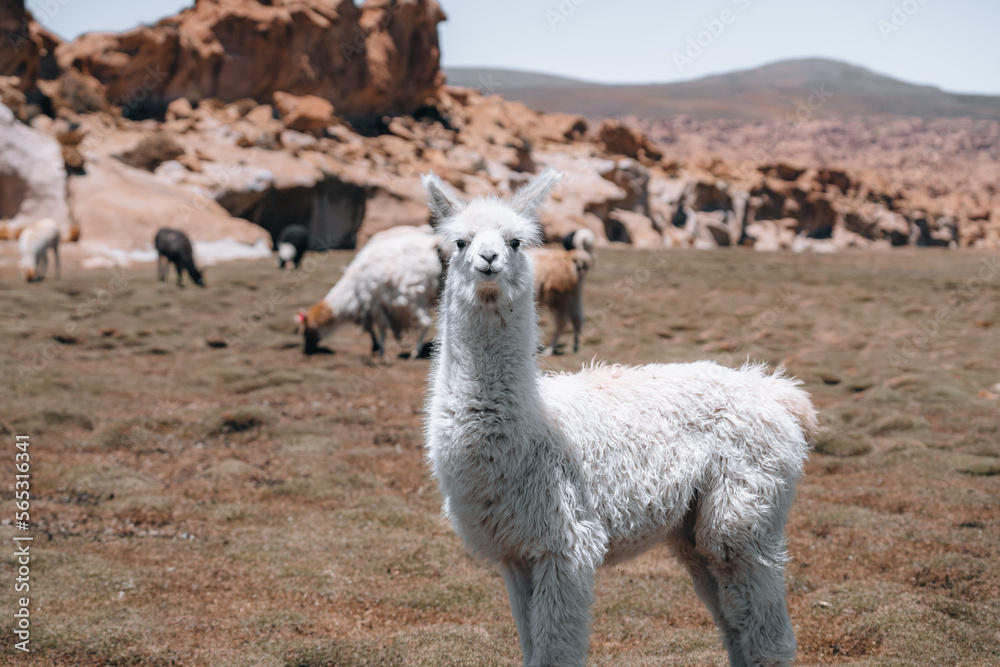 Photo of Lamas in South America during Salt Flat Uyuni tour 
