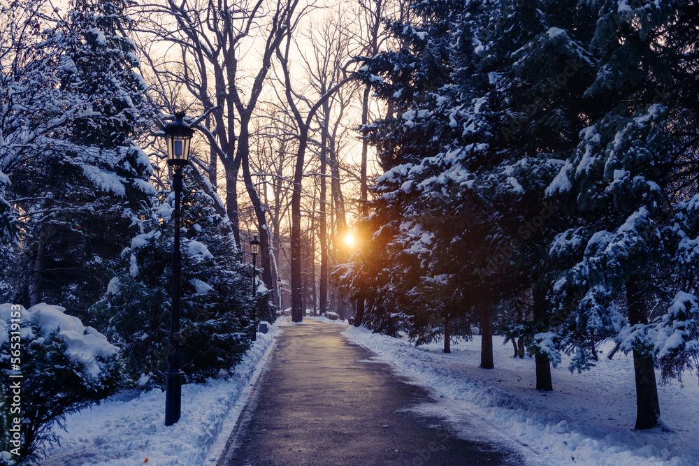 sunset in the park in winter sunset in the park in winter