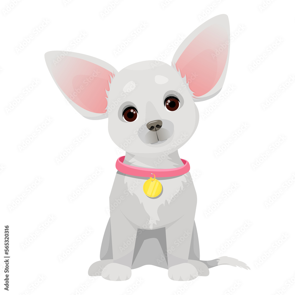 Small cute chihuahua dog with pink collar