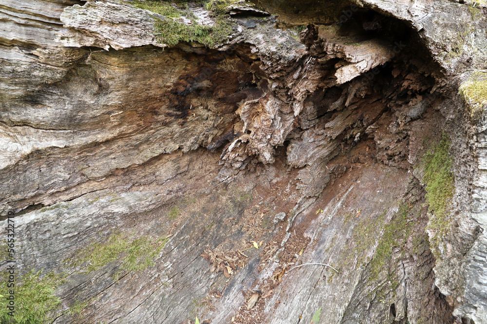 new life forms in deadwood ecosystem