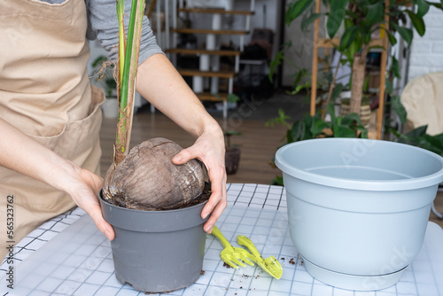 Woman replants a coconut palm nut with a lump of earth and roots in a pot at home in interior. Green house, care and cultivation of tropical plants	 photo