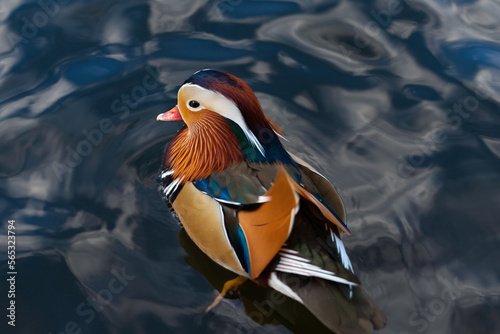 Horizontal image of mandarin duck with orange and white color and red key on water close-up. The concept of diversity in nature